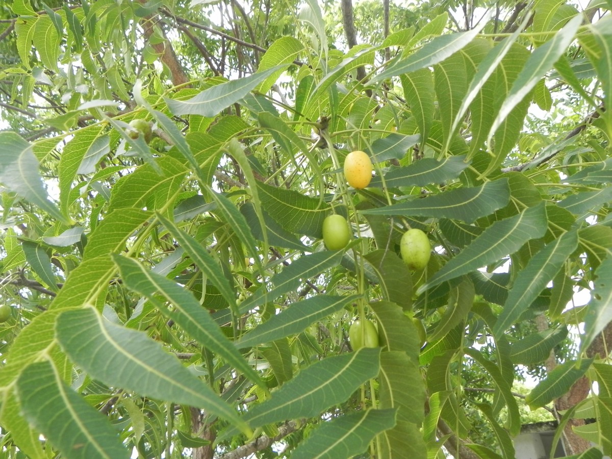 Azadirachta indica A.Juss.